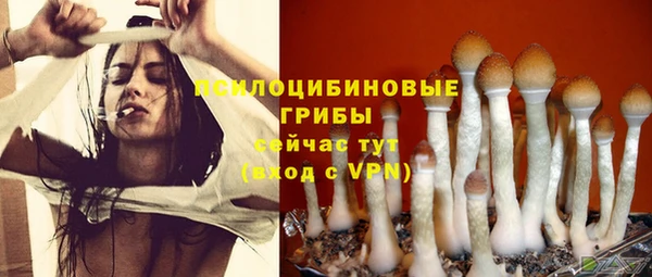 индика Аркадак